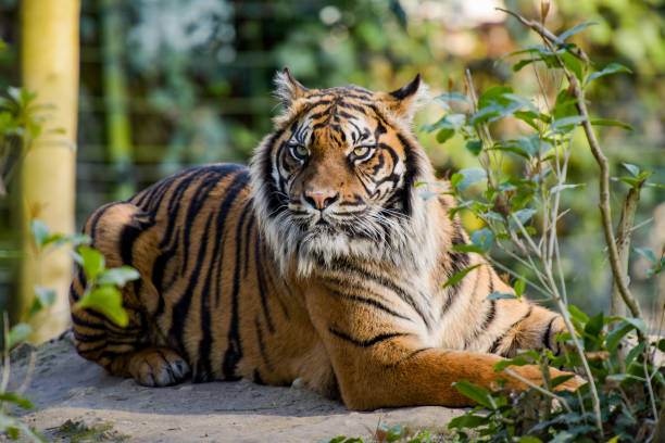 view of a beautiful tiger in a forest environment in a park