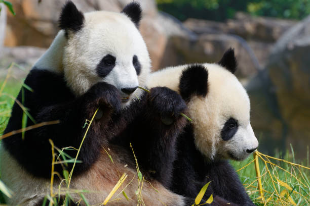 Close-up of adult panda in Beauval