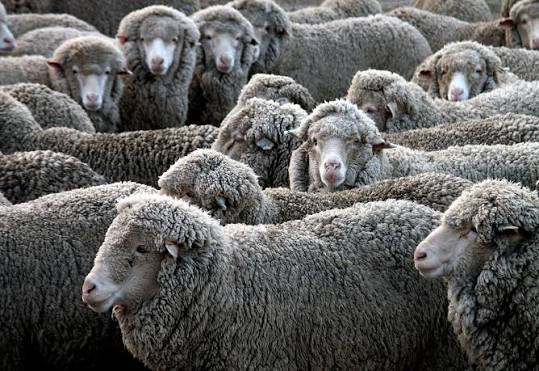 MOUTONS 1